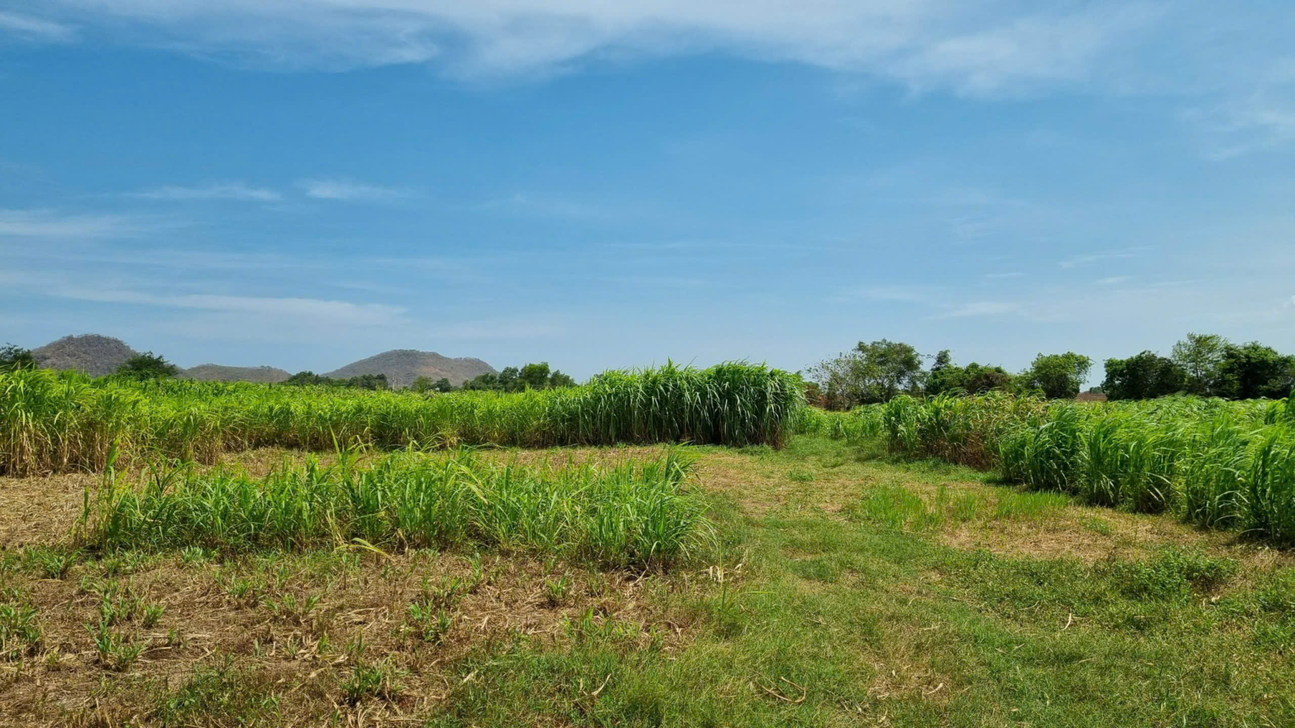 Cánh đồng cỏ voi