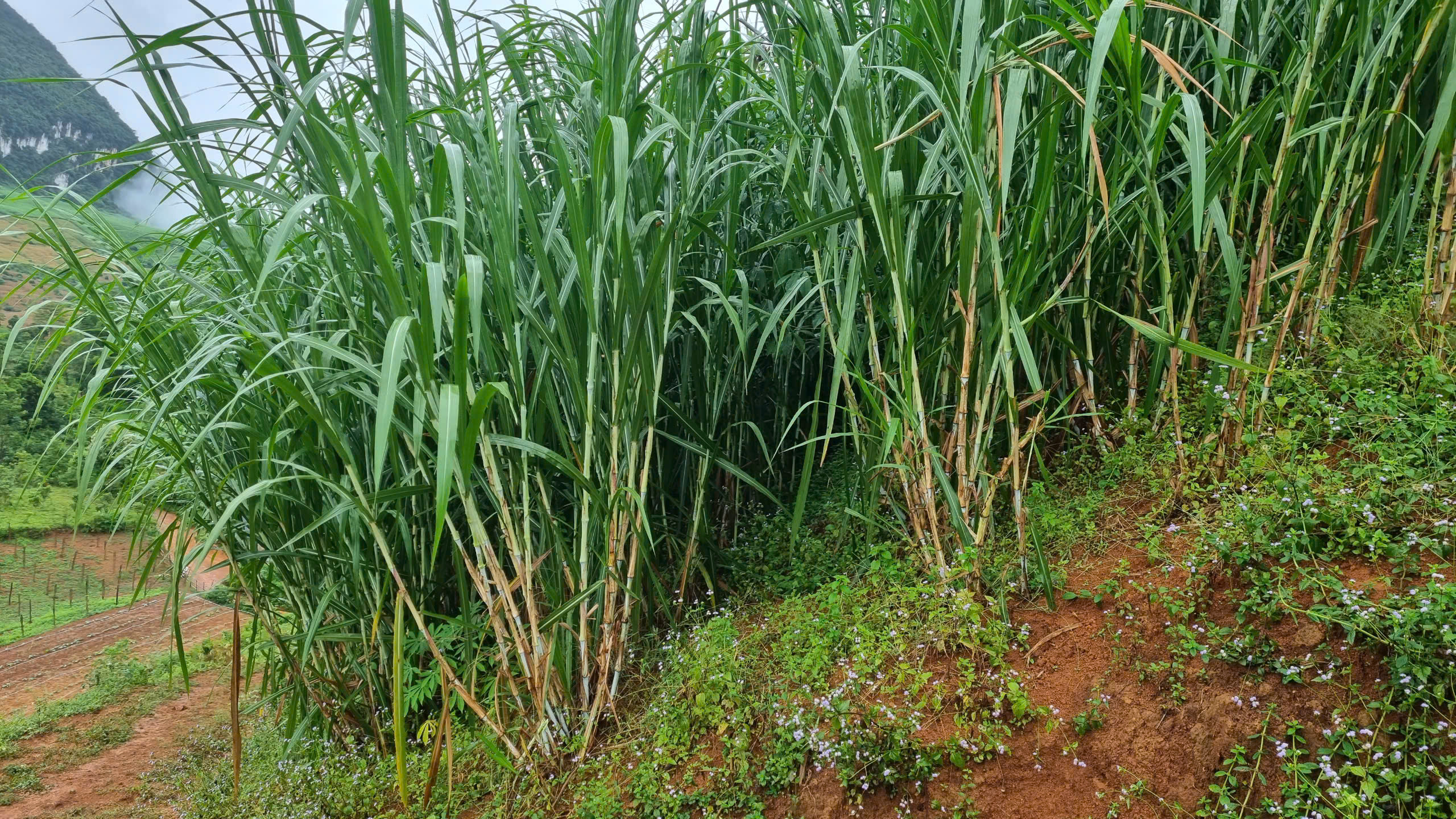 Cánh đồng cỏ voi