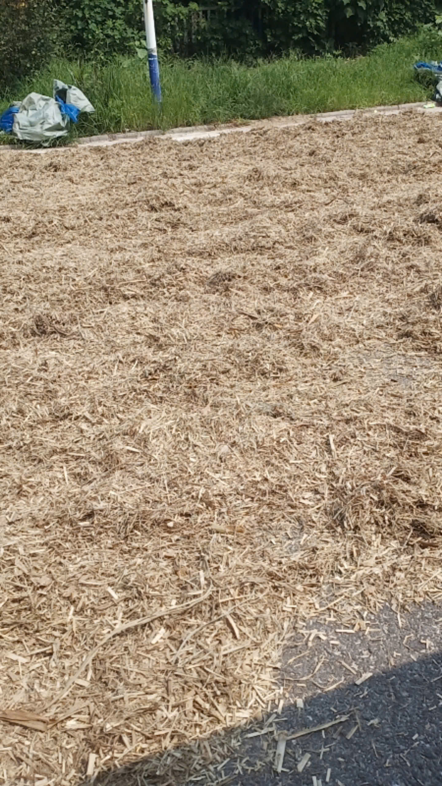 Cánh đồng cỏ voi