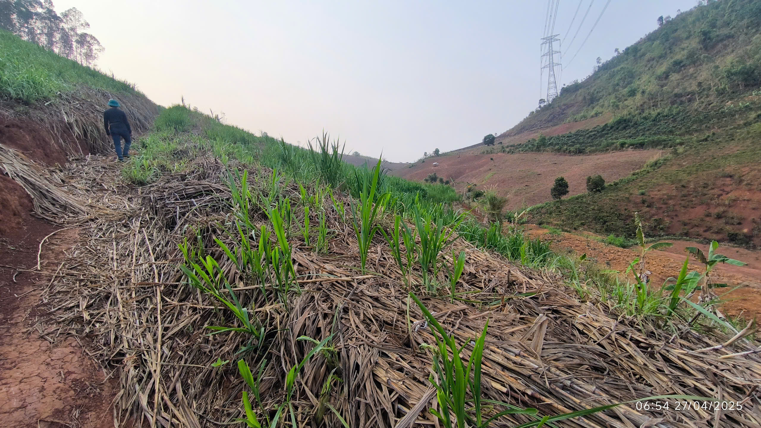 Cánh đồng cỏ voi