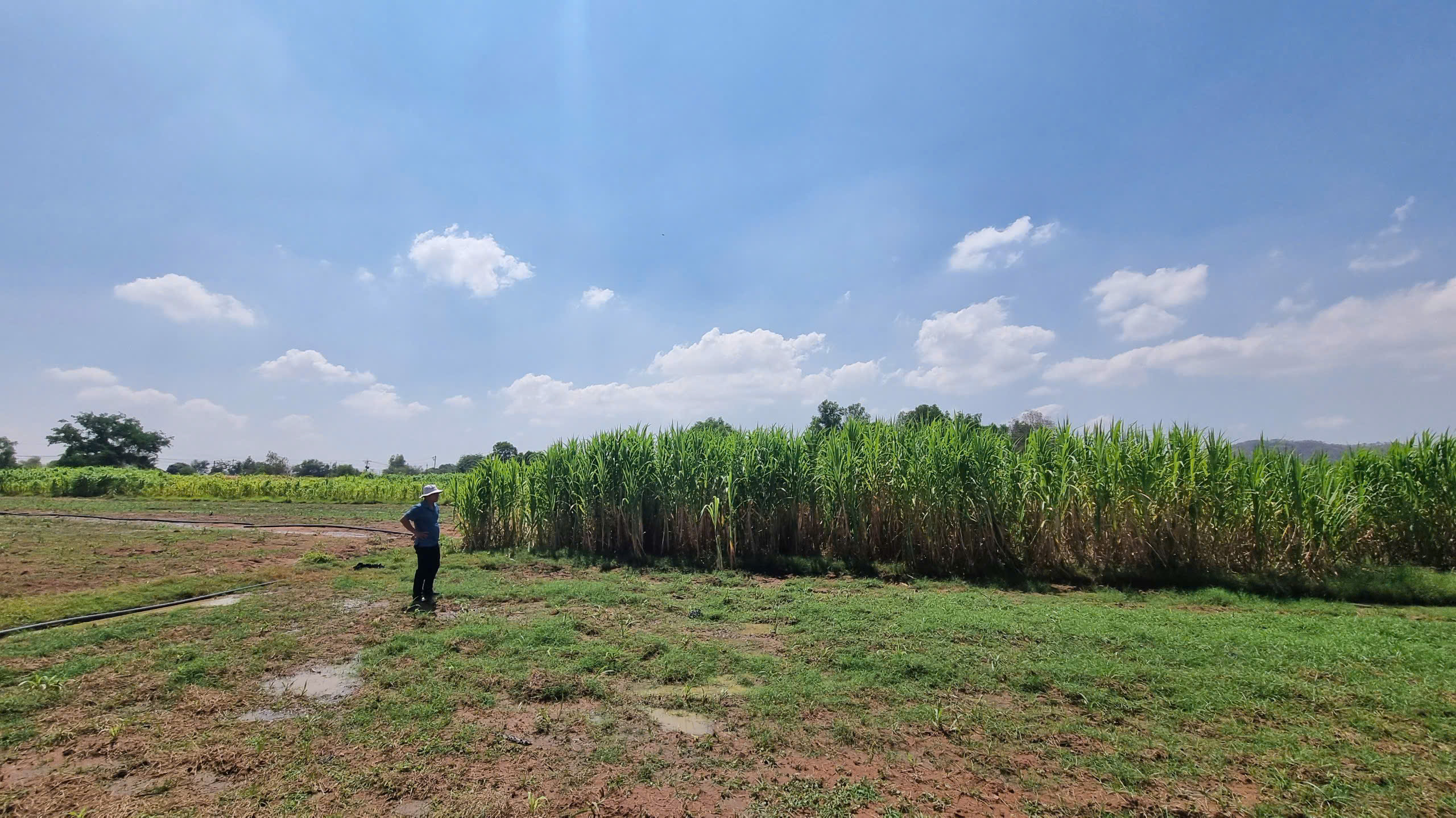 Cánh đồng cỏ voi