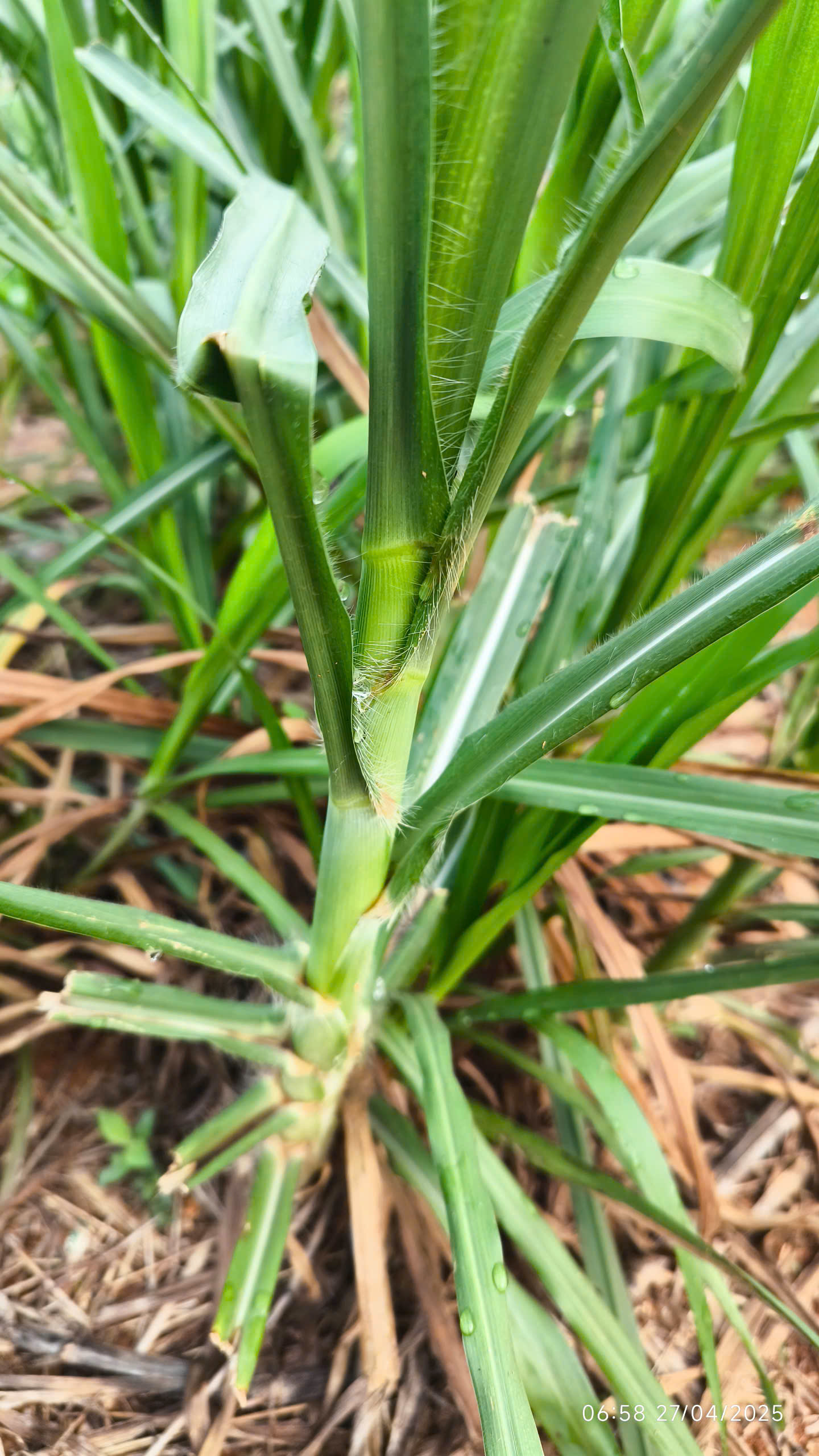 Cánh đồng cỏ voi