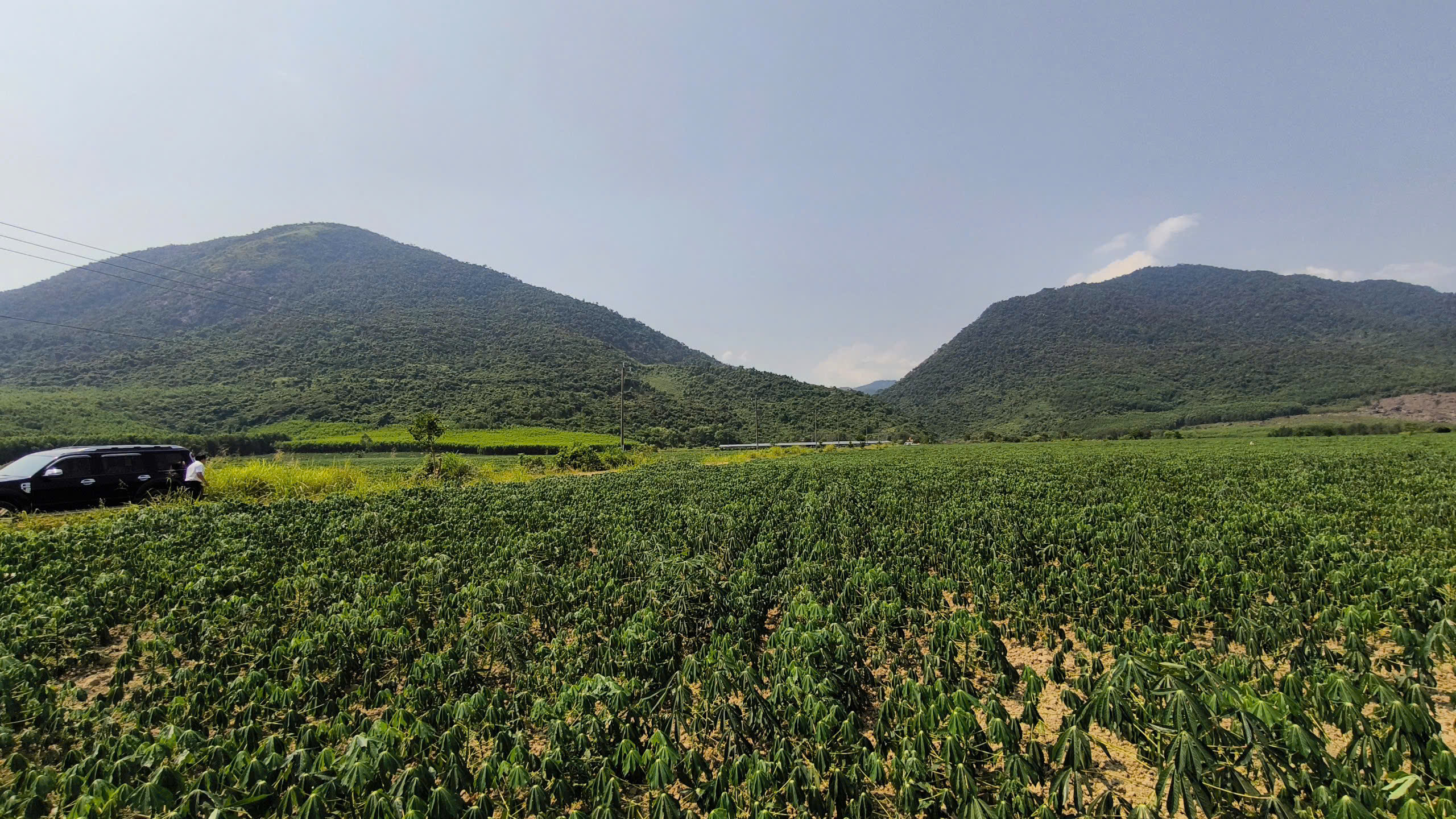 Cánh đồng cỏ voi