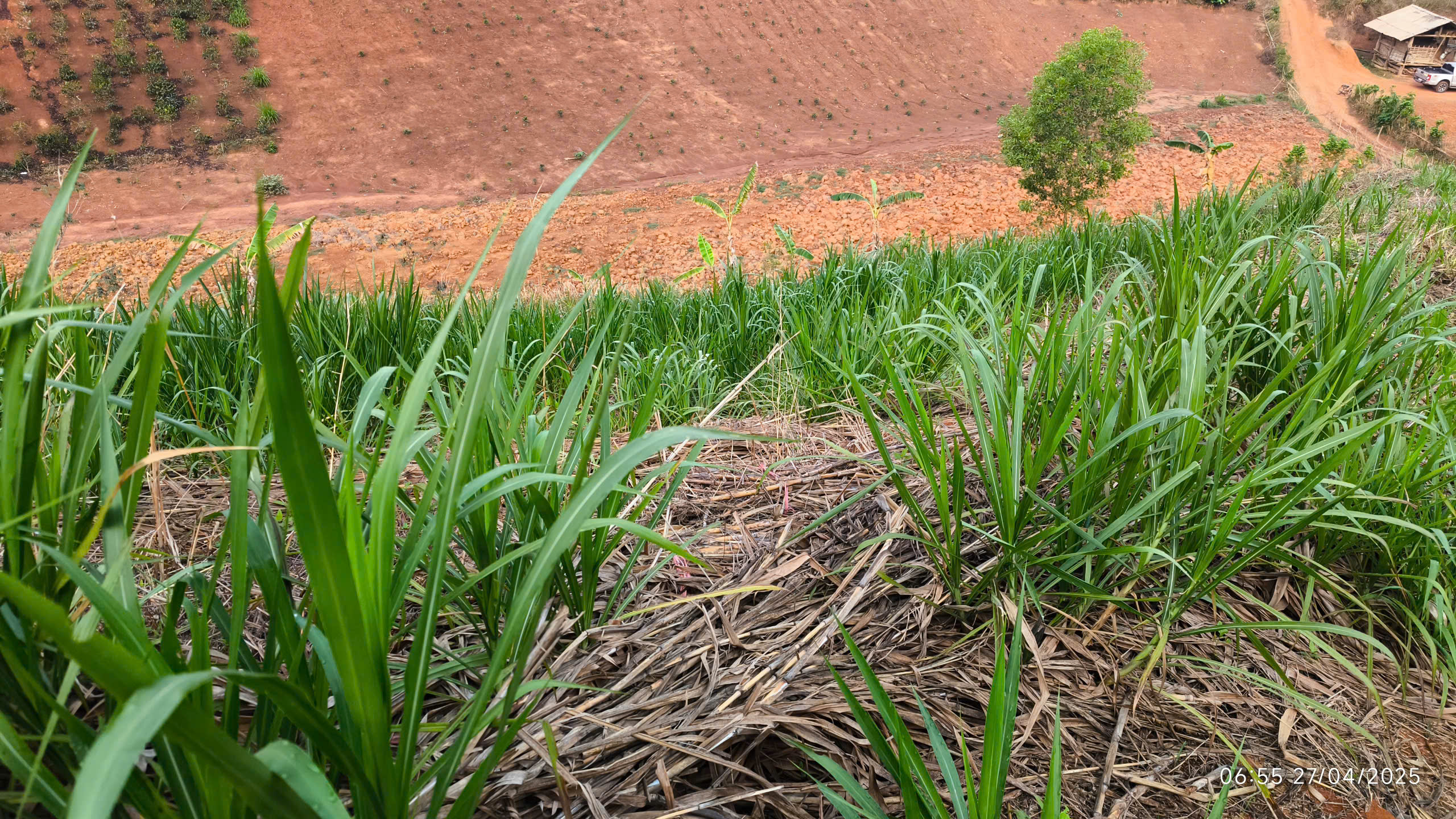 Cánh đồng cỏ voi