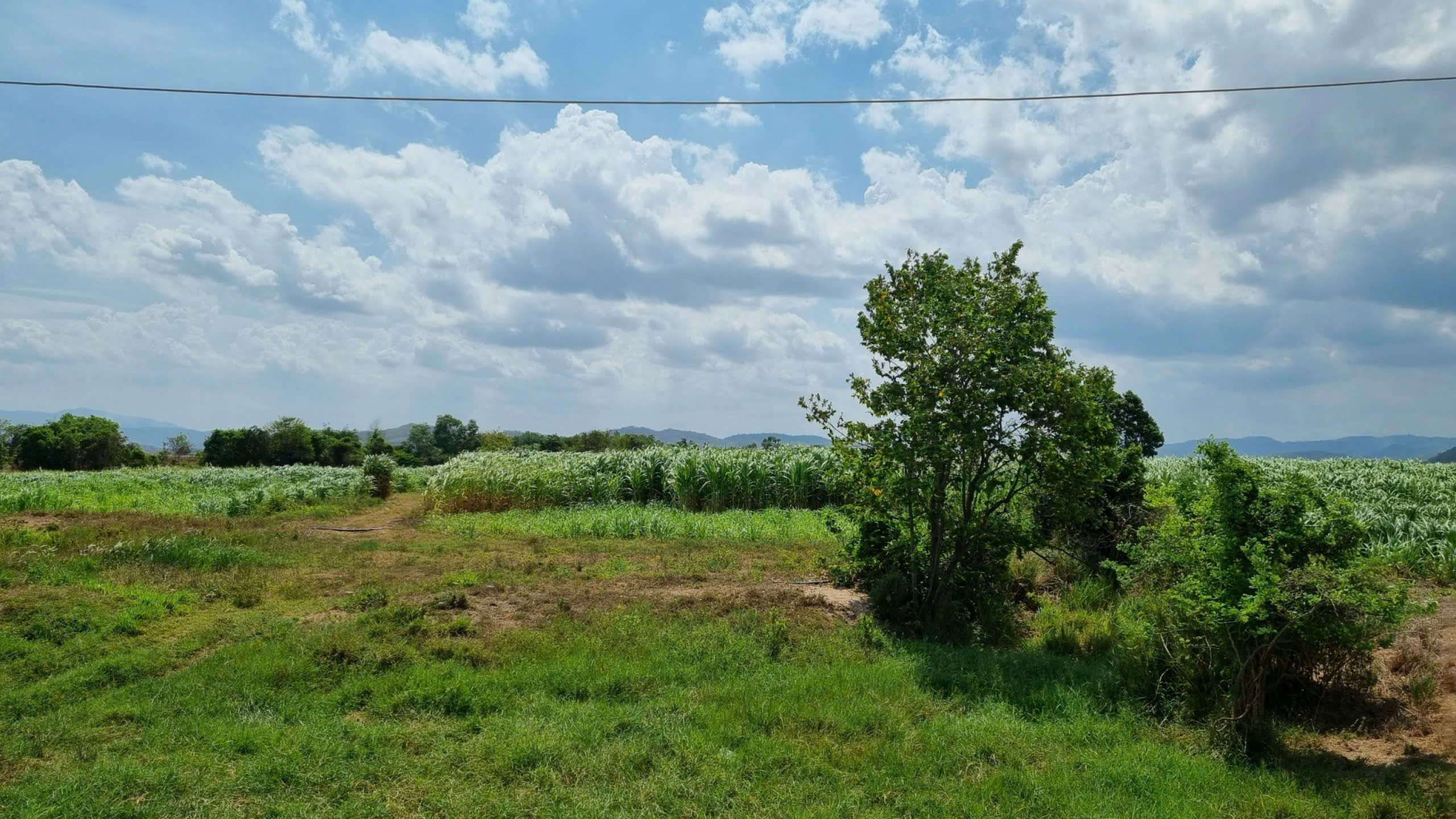 Cánh đồng cỏ voi