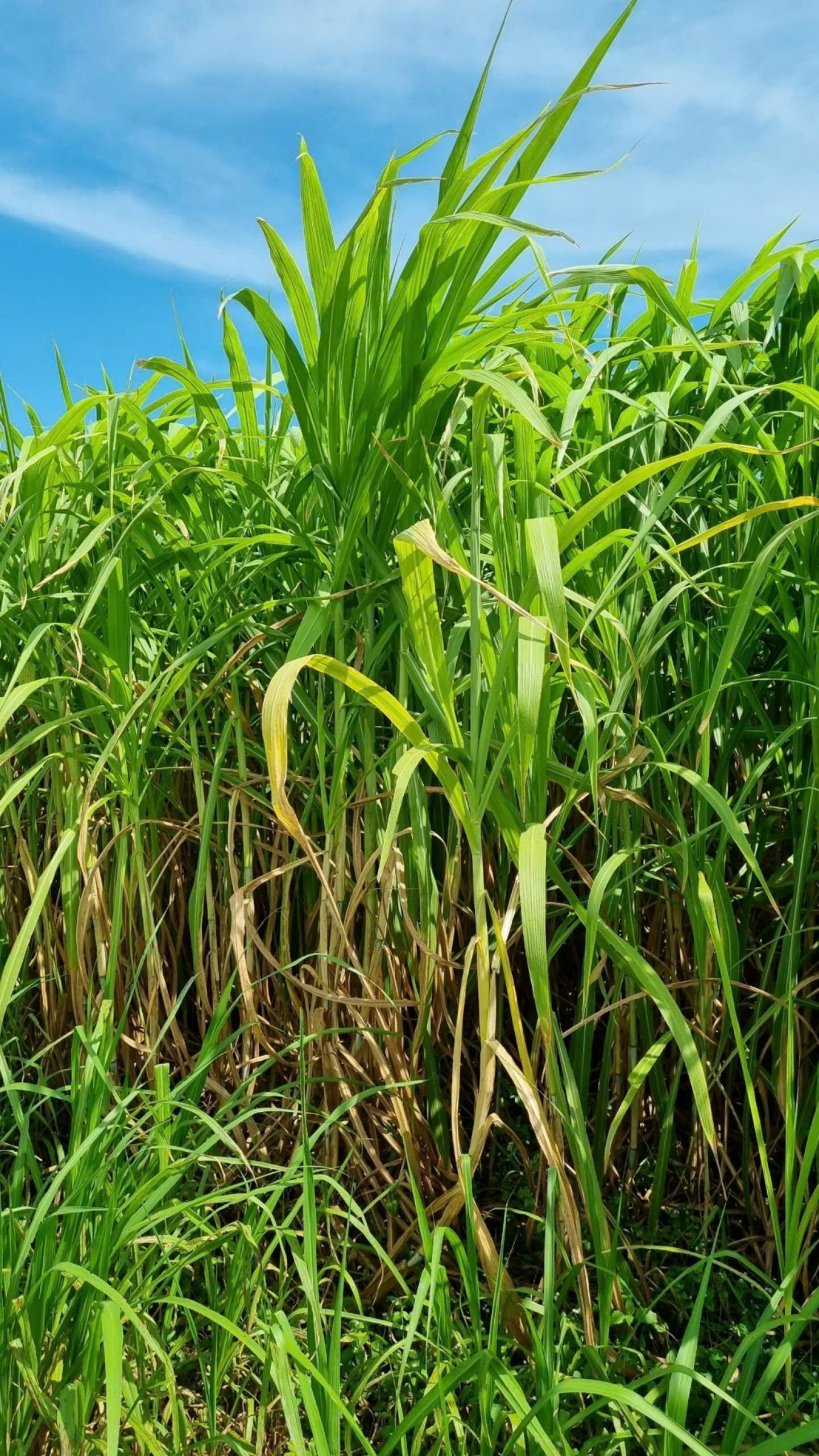 Cánh đồng cỏ voi