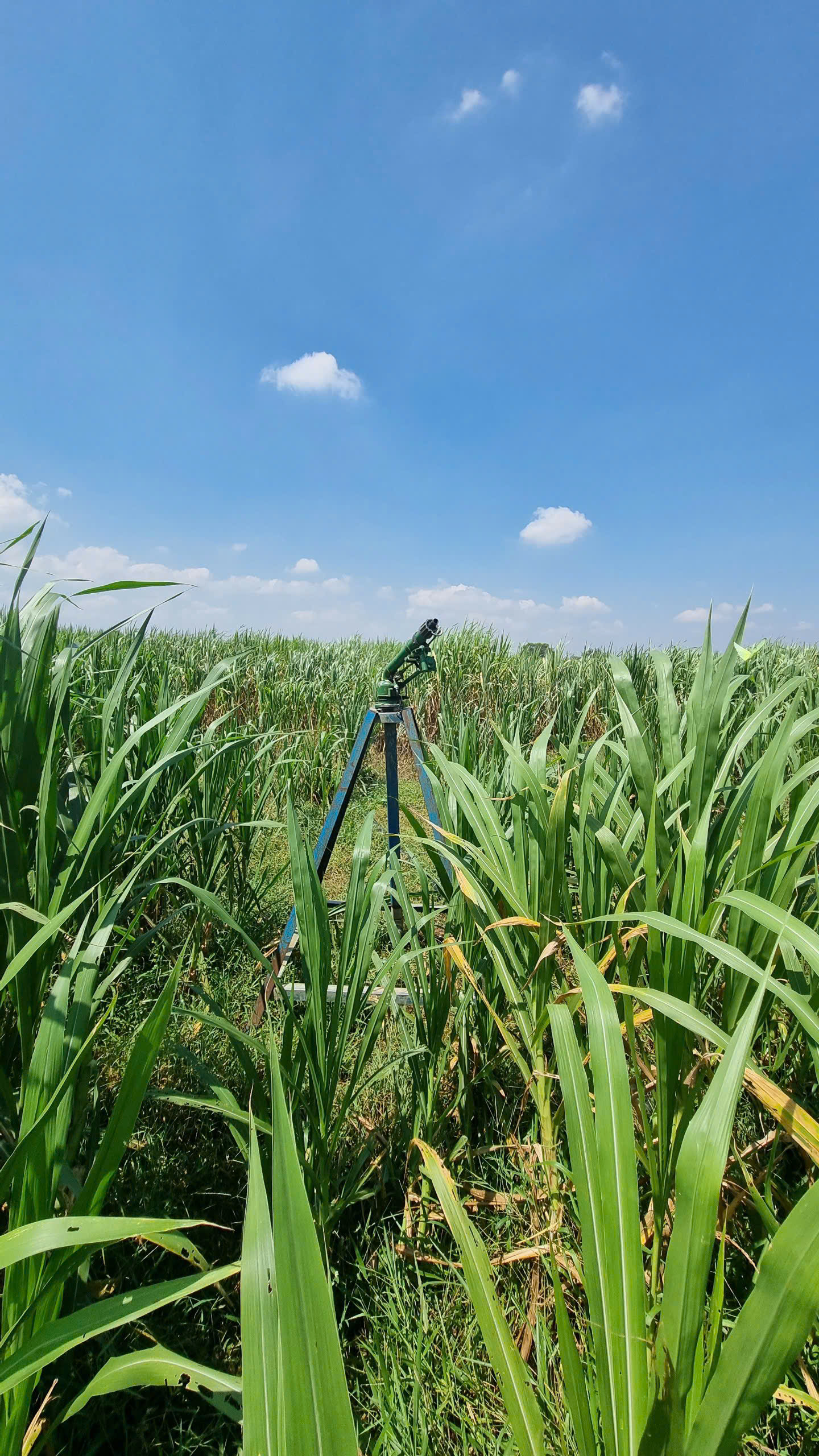 Cánh đồng cỏ voi