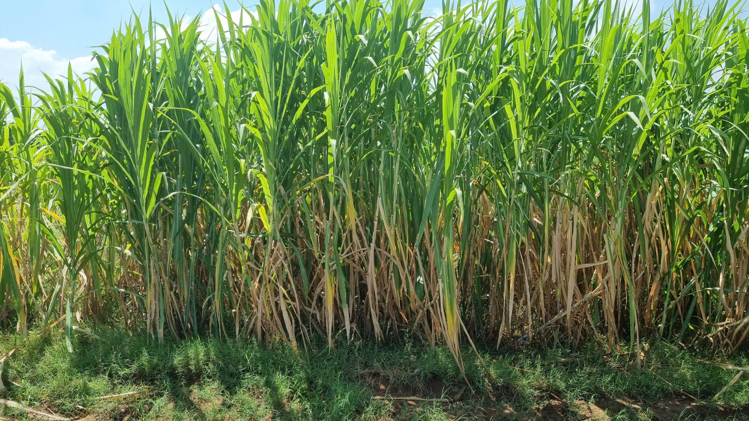 Cánh đồng cỏ voi