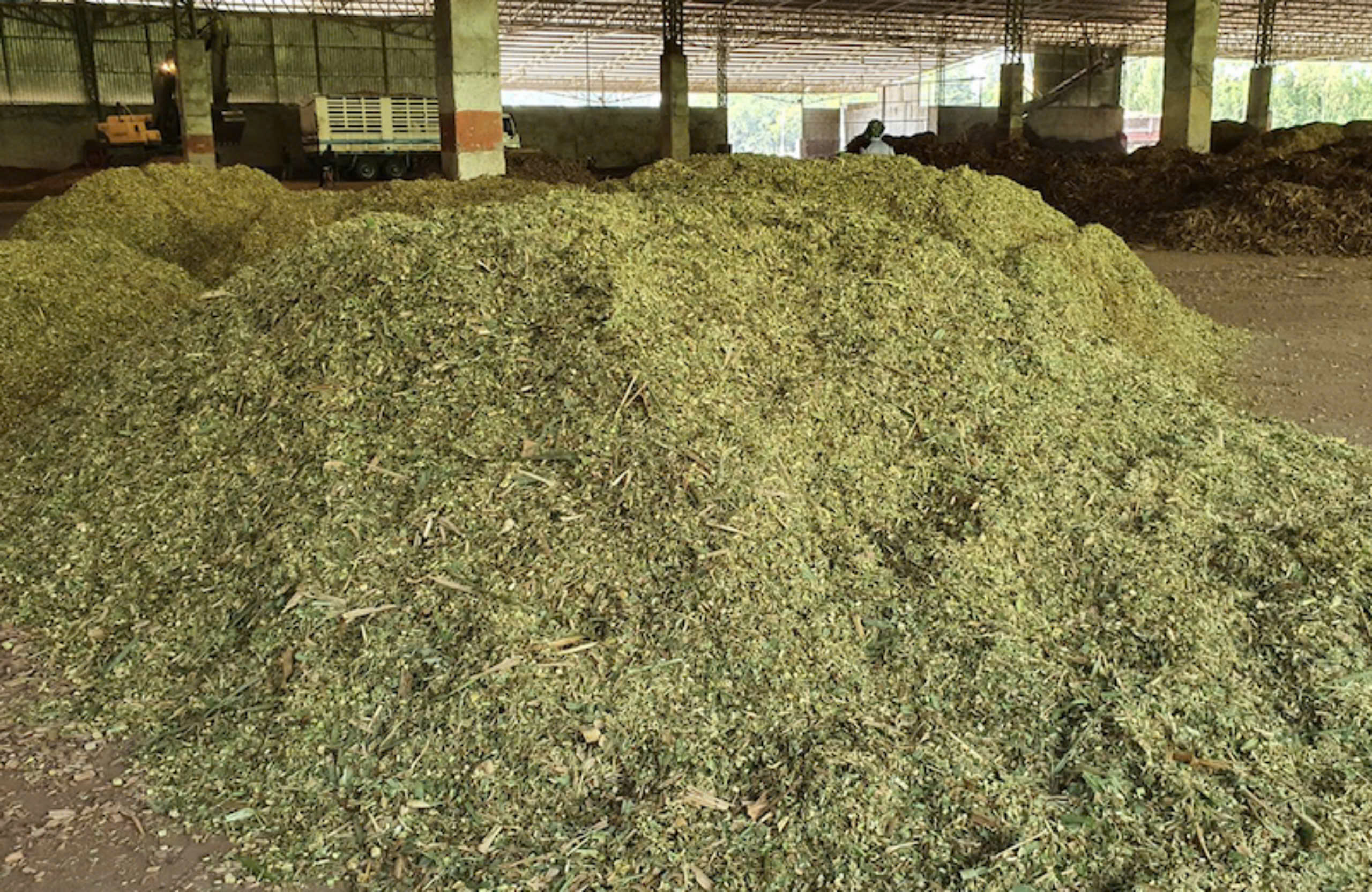 Cánh đồng cỏ voi