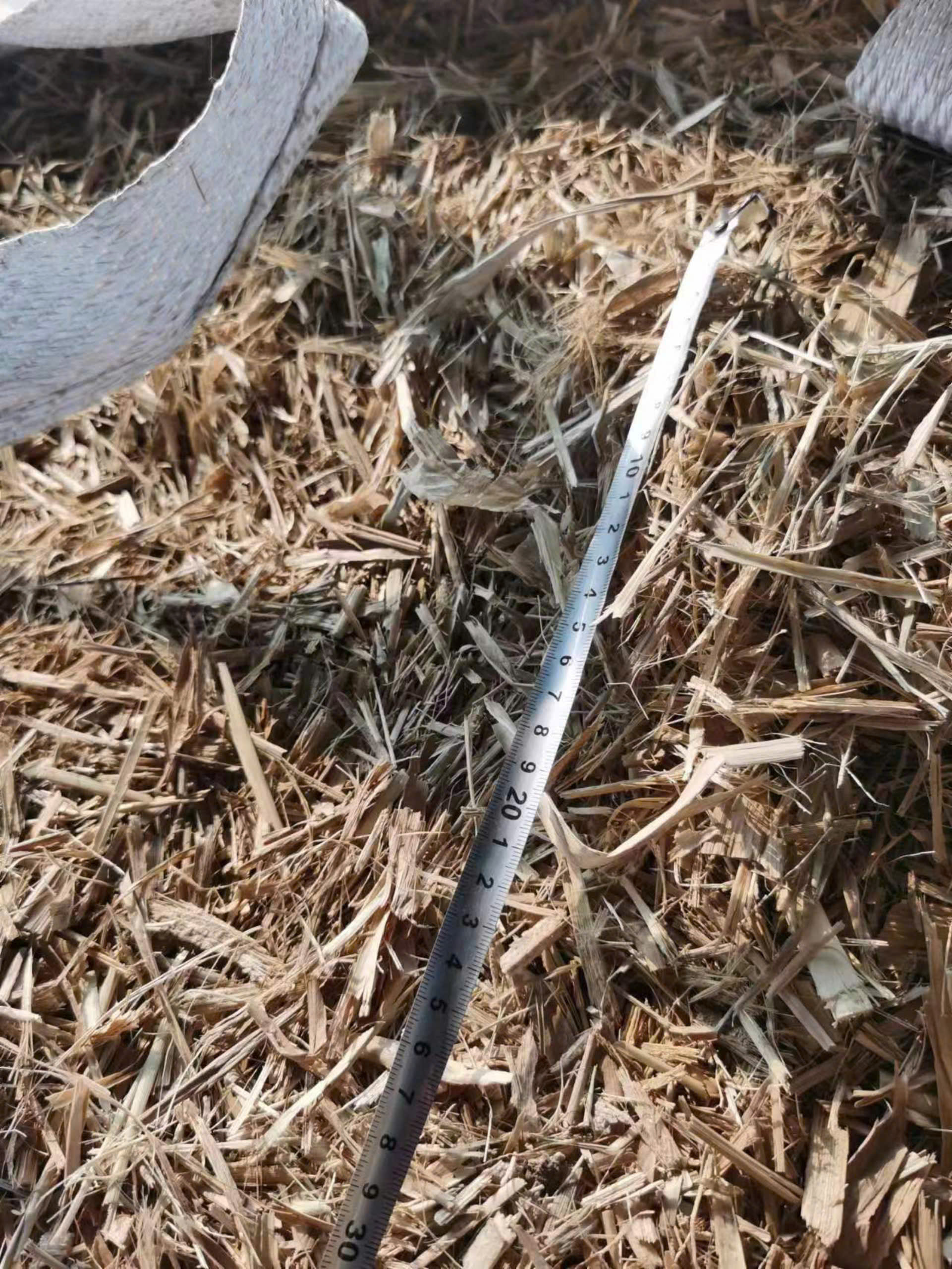 Cánh đồng cỏ voi