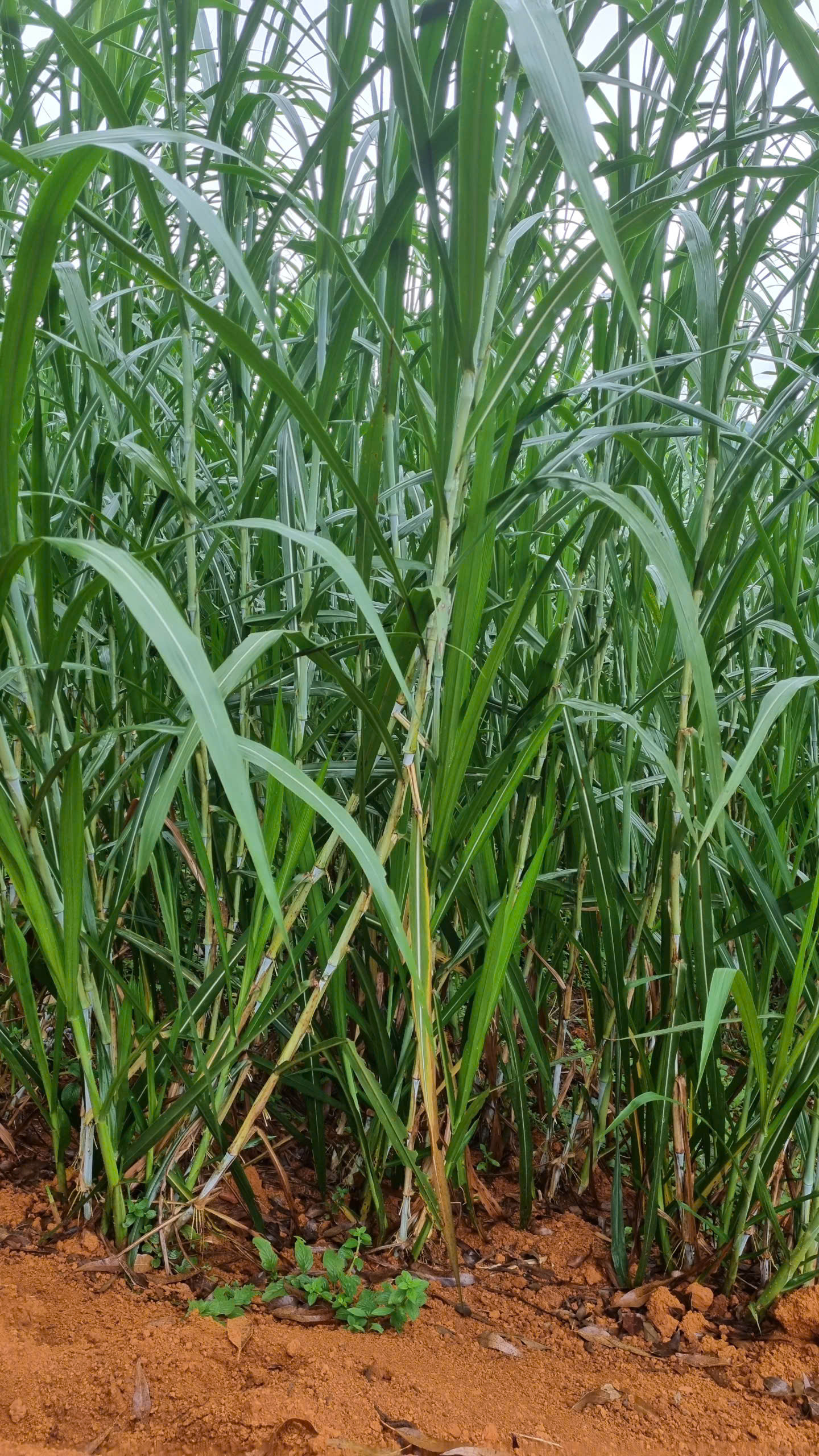 Cánh đồng cỏ voi