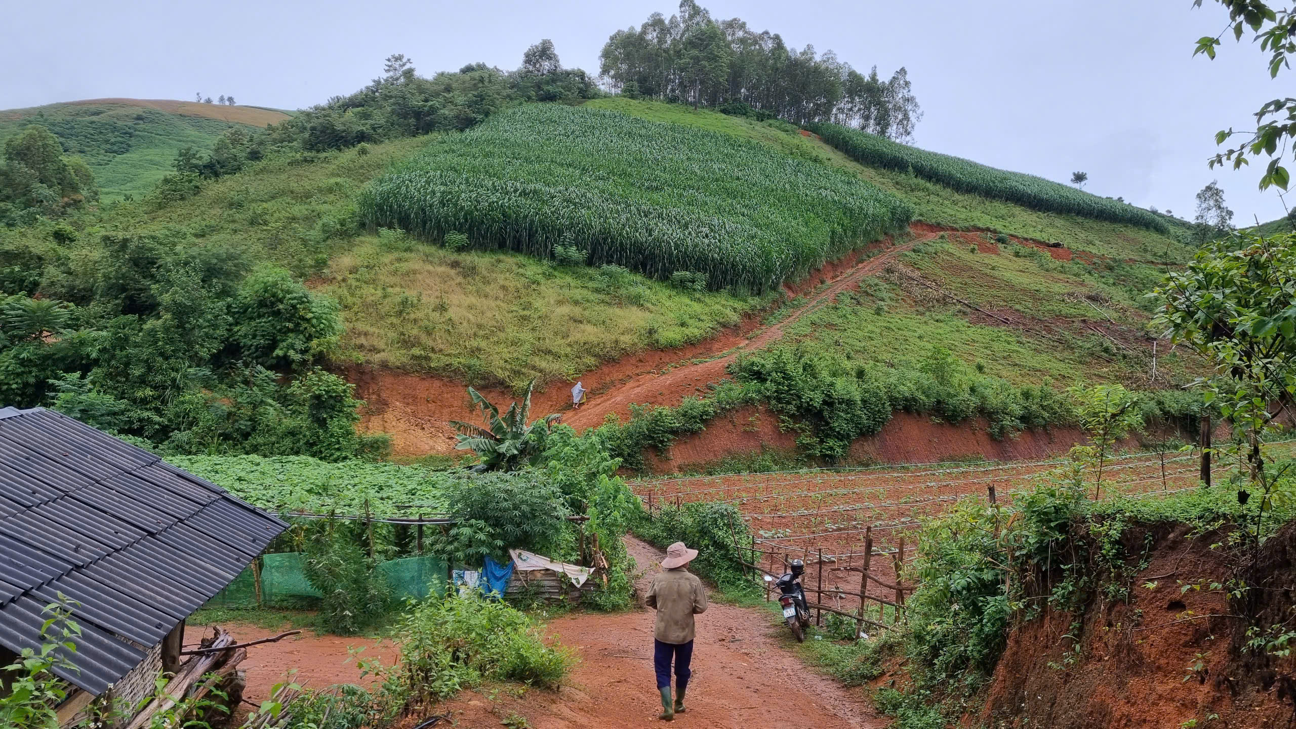 Cánh đồng cỏ voi