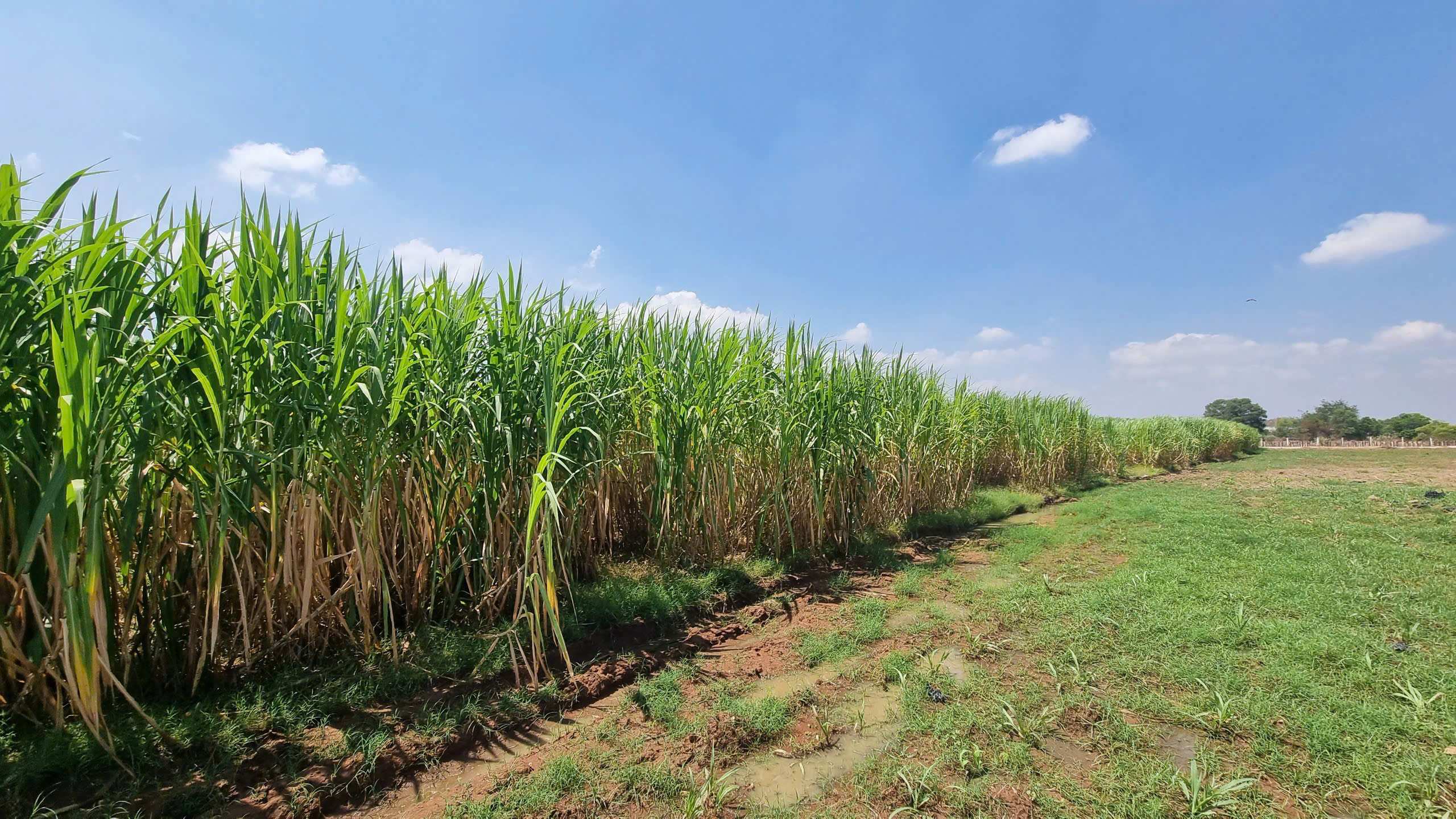 Cánh đồng cỏ voi