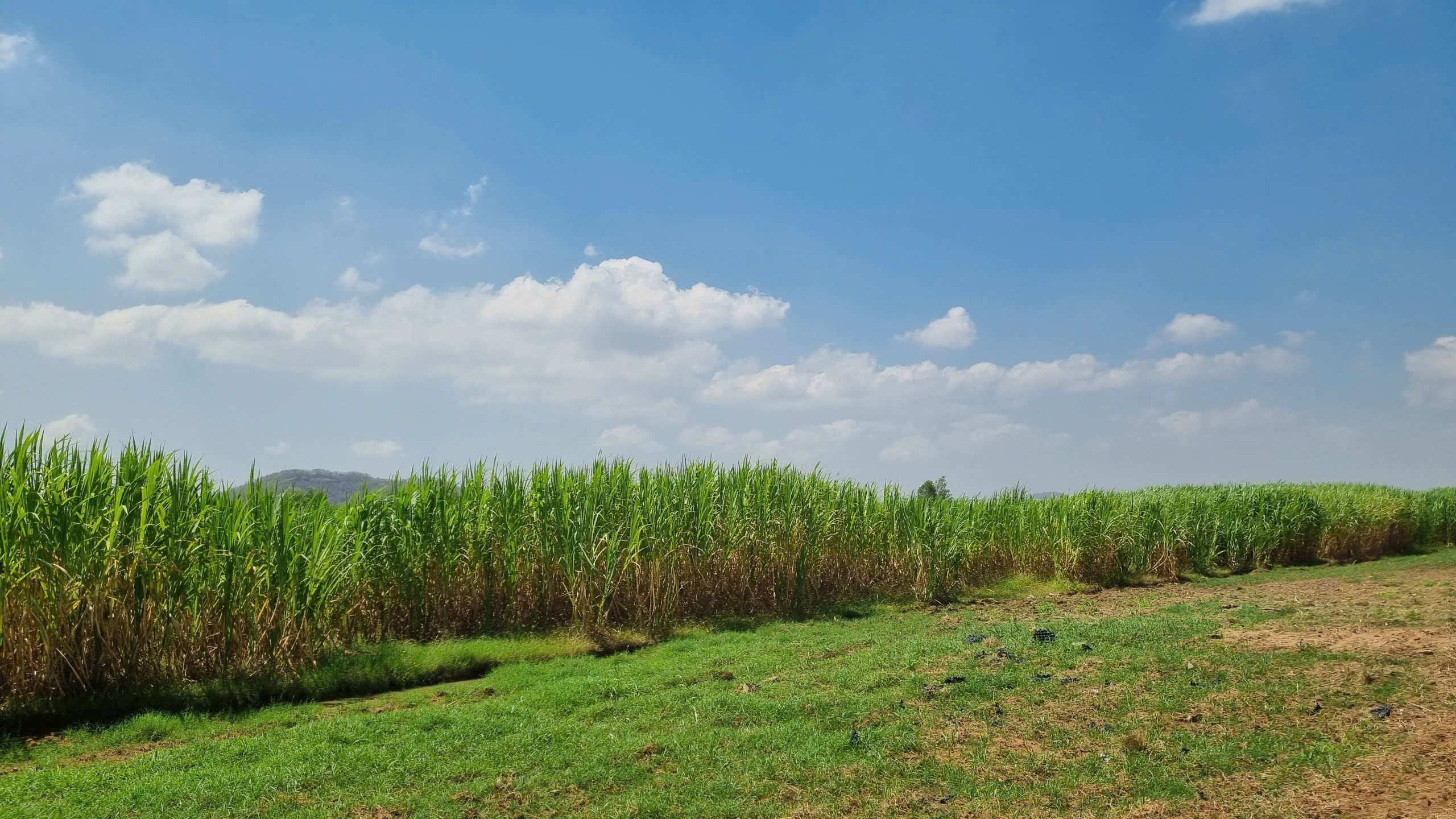 Cánh đồng cỏ voi