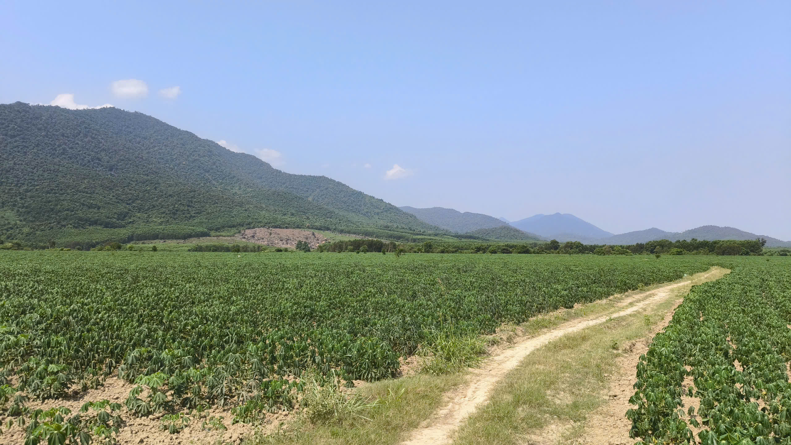 Cánh đồng cỏ voi