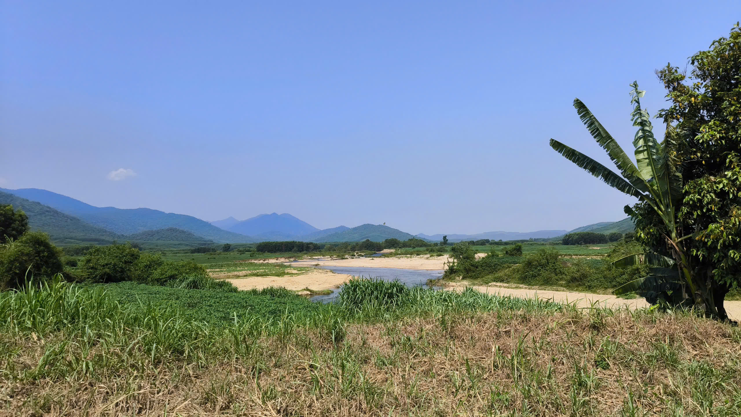 Cánh đồng cỏ voi