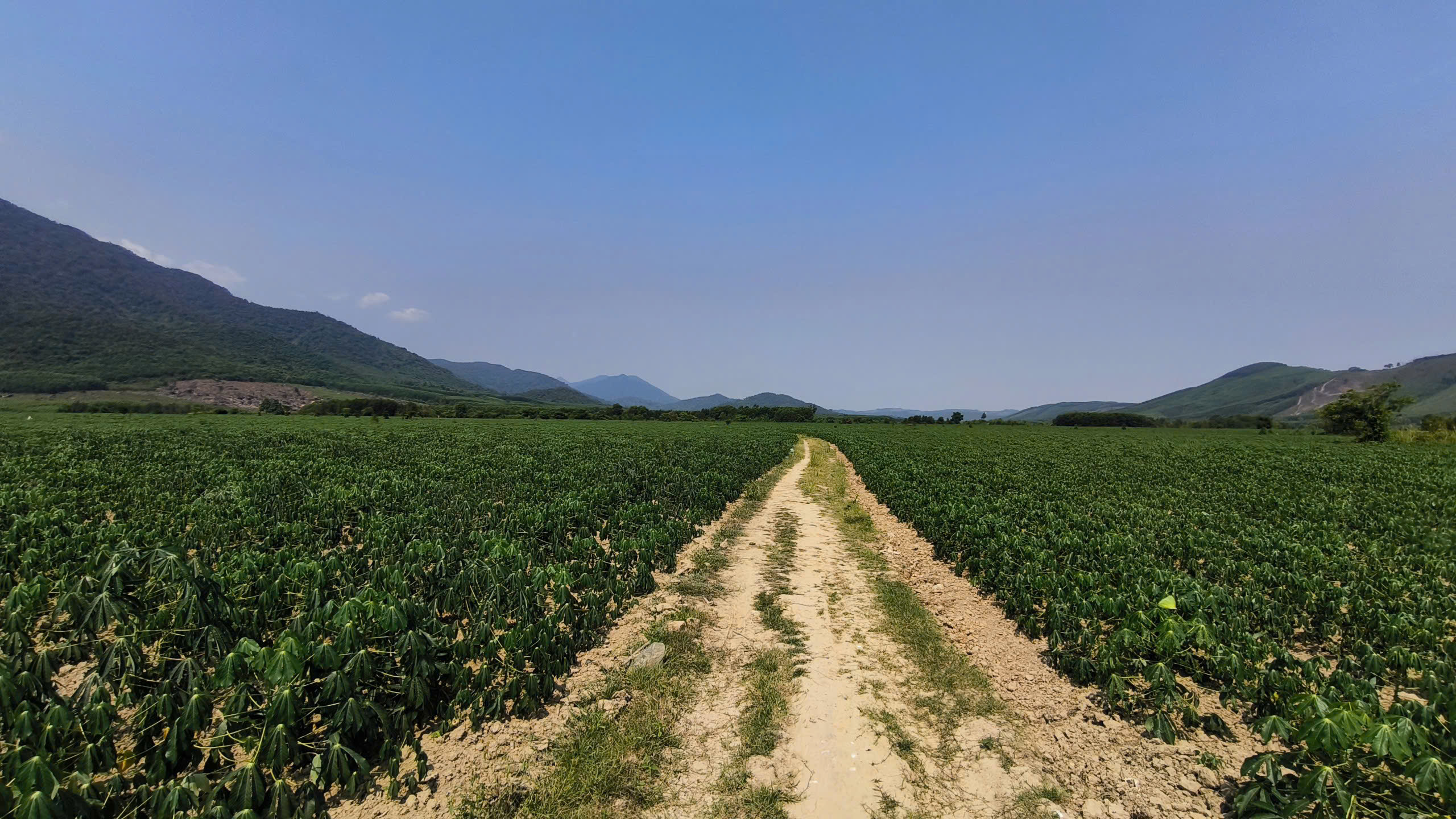 Cánh đồng cỏ voi